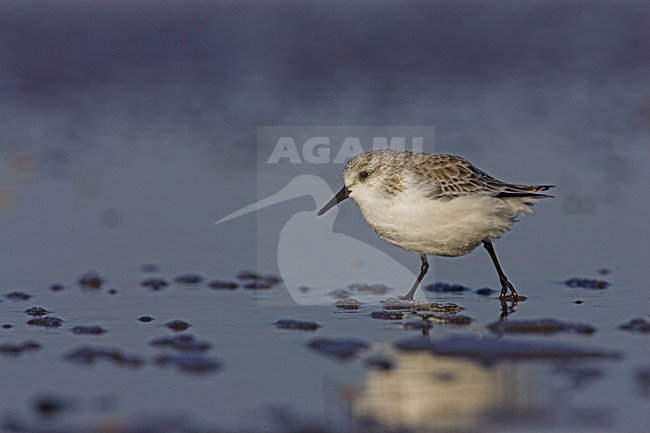 Drieteenstrandloper op het strand; Sanderling on the beach stock-image by Agami/Menno van Duijn,