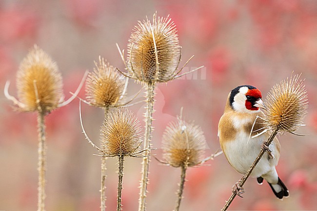 Eurasian Goldfinch (Carduelis carduelis) in Italy. stock-image by Agami/Daniele Occhiato,