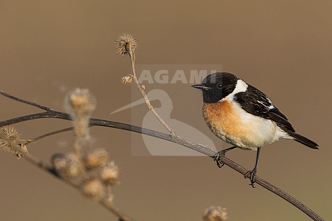 Siberian Stonechat - Pallasschwarzkehlchen - Saxicola maurus, Russia (Ural), adult male stock-image by Agami/Ralph Martin,