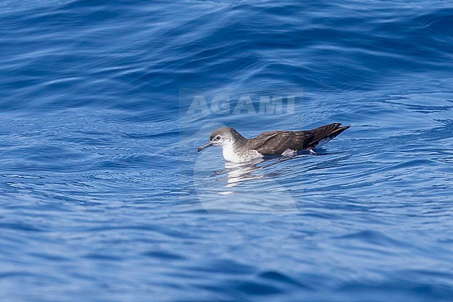 Boyd's shearwater (Puffinus boydi) resting, with the sea as background, in Cape Verde. stock-image by Agami/Sylvain Reyt,