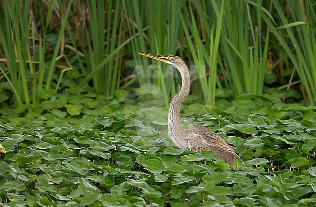 Juvenile bird. stock-image by Agami/Kris de Rouck,