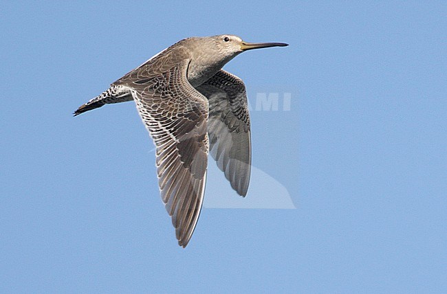 Kleine Grijze Snip in vlucht, Short-billed Dowitcher in flight stock-image by Agami/Mike Danzenbaker,
