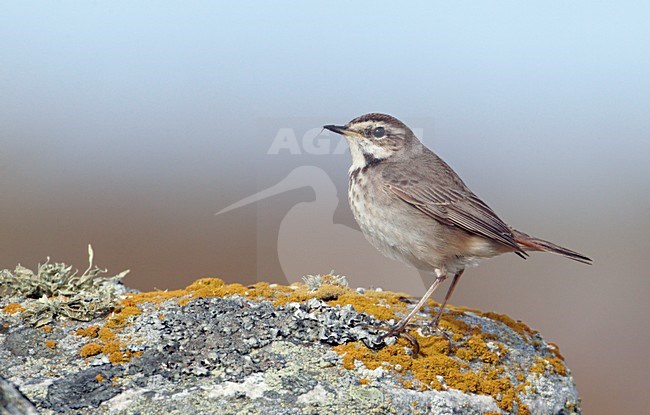 Vrouwtje Roodsterblauwborst; Female Red-spotted Bluethroat stock-image by Agami/Markus Varesvuo,