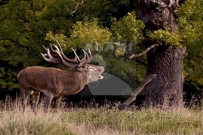 Edelhert burlend; Red deer barking stock-image by Agami/Wim Wilmers,