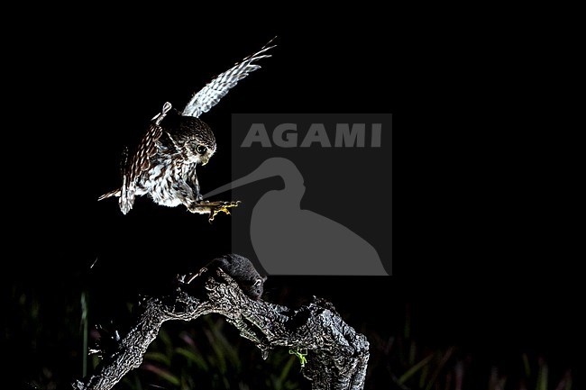 Little Owl, Steenuil, Athene noctua stock-image by Agami/Oscar Díez,
