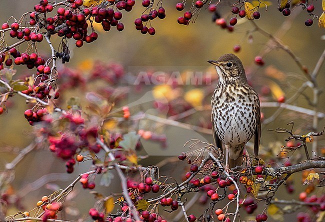 Song Thrush (Turdus philomelos) in Italy. stock-image by Agami/Daniele Occhiato,