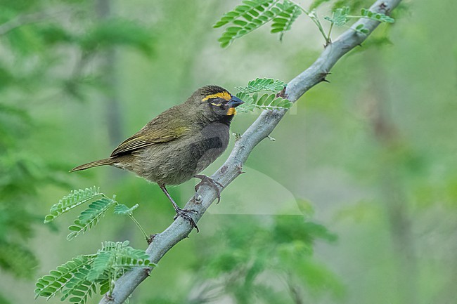 Adult male
Nuevo Leon, Mexico
May 2022 stock-image by Agami/Brian E Small,