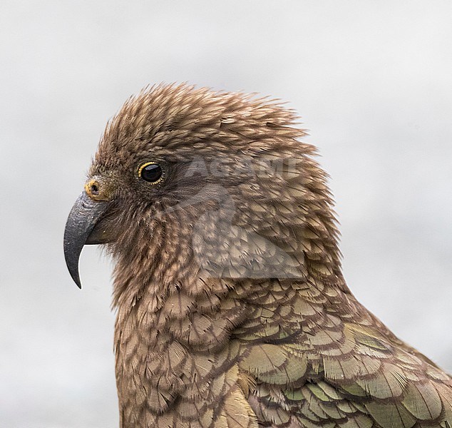 Endangered Kea (Nestor notabilis) at the Homer Tunnel, South Island, New Zealand stock-image by Agami/Marc Guyt,