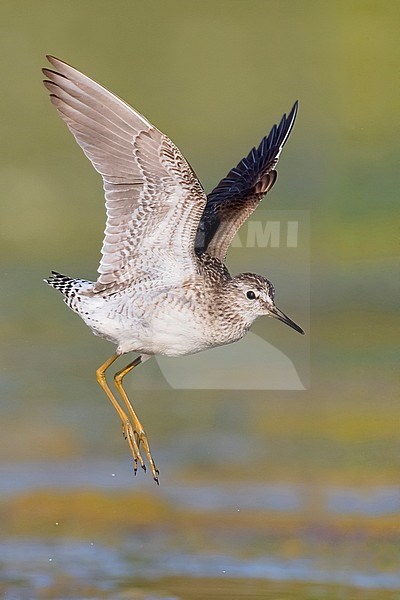 Wood Sandpiper (Tringa glareola), adult in flight stock-image by Agami/Saverio Gatto,