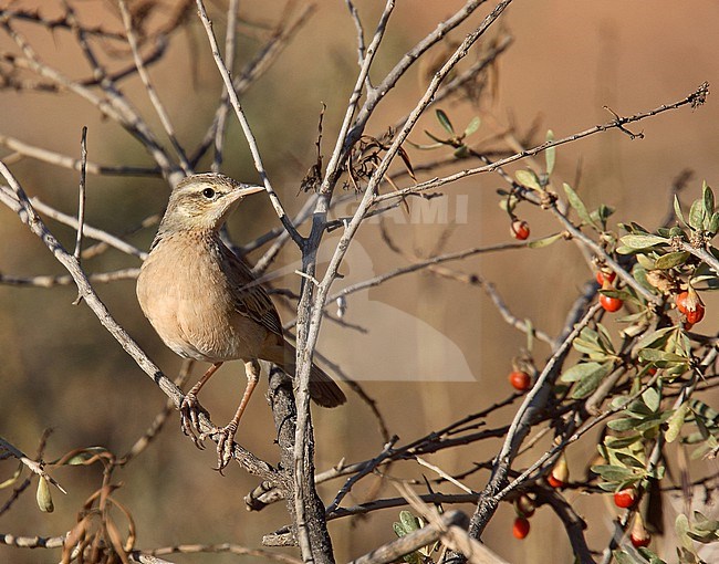 Rufous Songlark (Cincloramphus mathewsi) in Australia. stock-image by Agami/Andy & Gill Swash ,
