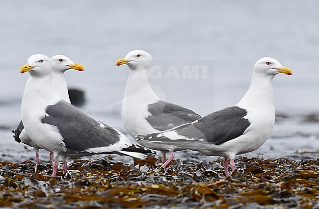 Adult Slaty-backed Gull (Larus schistisagus) in breeding plumage during late spring in north east Russia. Several gulls standing on shore. stock-image by Agami/Laurens Steijn,