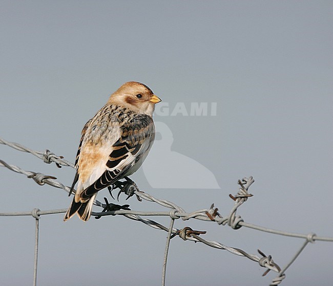 Male Snow Bunting (Plectrophenax nivalis) wintering in England. stock-image by Agami/Michael McKee,