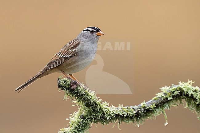 Adult 
Santa Barbara Co., CA
November 2022 stock-image by Agami/Brian E Small,