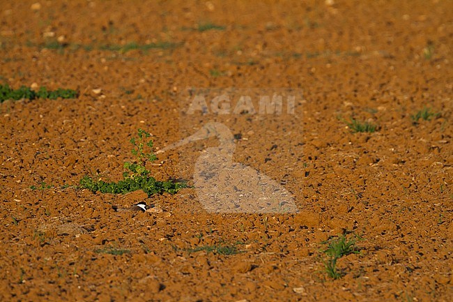 Sporenkievit, Spur-winged Plover, Vanellus spinosus, Cyprus, adult stock-image by Agami/Ralph Martin,