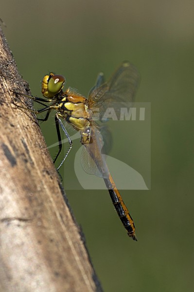 Yellow-winged Darter hanging at stalk; Geelvlekheidelibel hangend aan stengel stock-image by Agami/Marc Guyt,