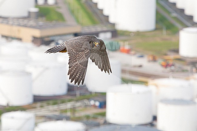 Slechtvalk in vlucht boven stad, Peregrine Falcon in flight above city stock-image by Agami/Wil Leurs,