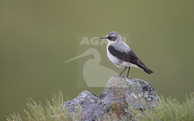 Northern Wheatear (Oenanthe oenanthe libanotica) breeding male perched on a rock in Cantabrian Mountains, Spain stock-image by Agami/Helge Sorensen,