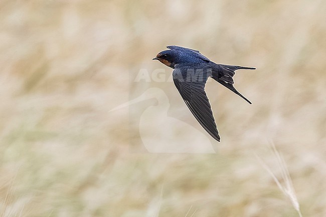 Adult Barn Swallow (Hirundo rustica) flying over an agricultural field in El Greco, Cyprus. stock-image by Agami/Vincent Legrand,