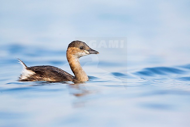 Wintering Little Grebe (Tachybaptus ruficollis ruficollis) on a lake in Germany. stock-image by Agami/Ralph Martin,