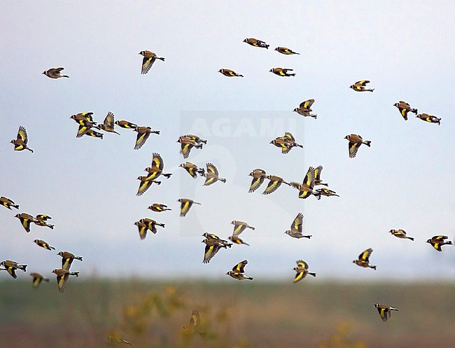 Flock of European Goldfinches (Carduelis carduelis) in flight during migration time. stock-image by Agami/Tomi Muukkonen,