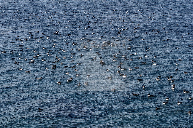 Common Guillemot (Uria aalge) flock swimming at sea. stock-image by Agami/Helge Sorensen,