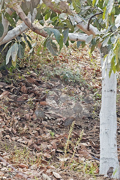 Banded Quail (Philortyx fasciatus) in Western Mexico. Group standing on the ground in the shade of a tree.. stock-image by Agami/Pete Morris,