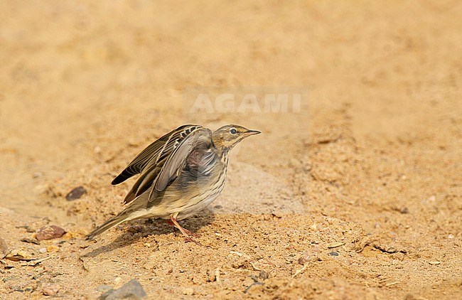 Adult Tree Pipit (Anthus trivialis) during autumn migration in a desert during migration in Egypt. Stretching its wings. stock-image by Agami/Edwin Winkel,