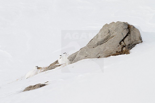 Rock Ptarmigan - Alpenschneehuhn - Lagopus muta ssp. helvetica, Germany, three adult males, winter plumage stock-image by Agami/Ralph Martin,