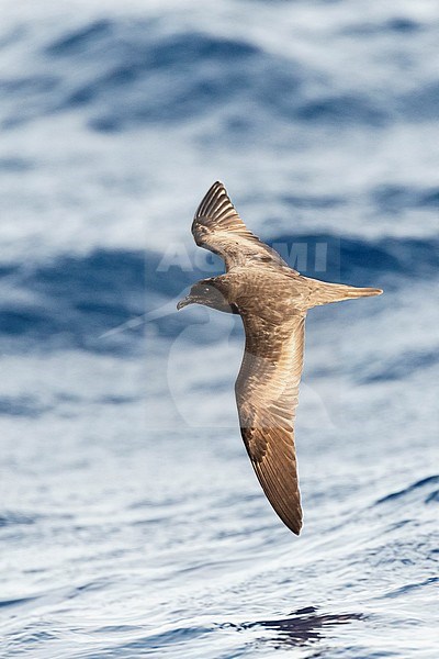 Bulwer's Petrel (Bulweria bulwerii) in flight over the ocean off Madeira. stock-image by Agami/Marc Guyt,