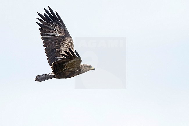 Adult Lesser Spotted Eagle, Clanga pomarina, in Romania. stock-image by Agami/Ralph Martin,