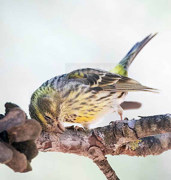 Immature male European Serin (Serinus serinus) having an itch. Perched on a pine tree twig in central Spain stock-image by Agami/Marc Guyt,
