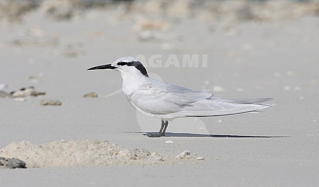 Volwassen Zwartnekstern op het strand, Adult Black-naped Tern on the beach stock-image by Agami/David Monticelli,