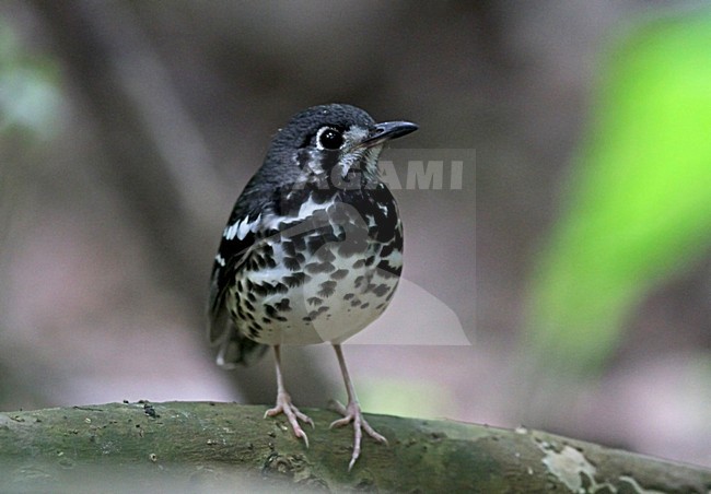 Ashy Thrush, Geokichla cinerea stock-image by Agami/Pete Morris,