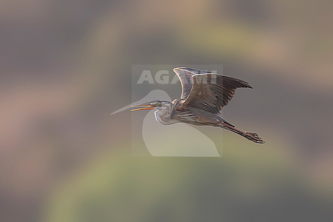 Adult Bourne's Heron (Ardea purpurea bournei) flying over Barragem de Poilao, Santiago, Cape Verde. stock-image by Agami/Vincent Legrand,
