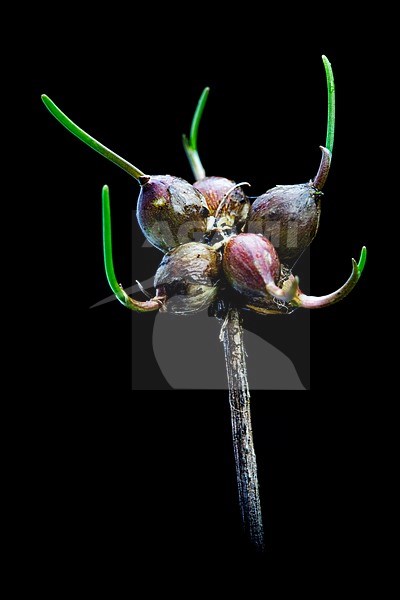 Keeled Garlic, Allium carinatum stock-image by Agami/Wil Leurs,