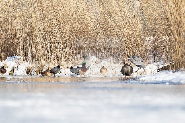 Various water fowl ( Coot, Mallard, Grey Heron) surviving in a small stretch of open water during a very cold period in winter in the Netherlands stock-image by Agami/Arnold Meijer,