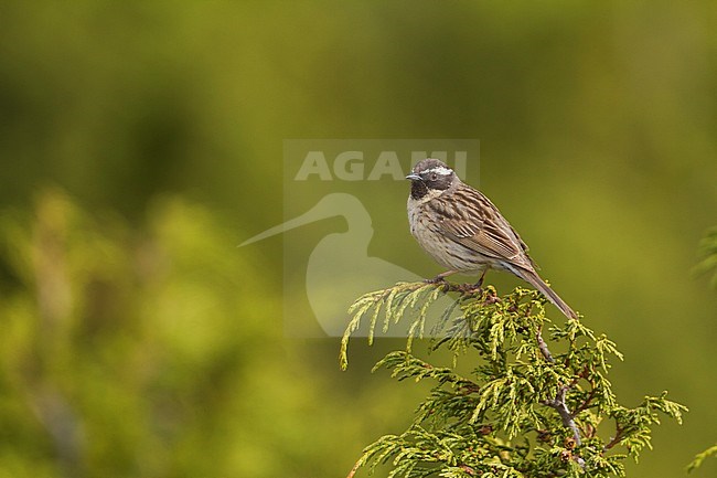 Black-throated Accentor - Schwarzkehlbraunelle - Prunella atrogularis ssp. huttoni, Kazakhstan, adult stock-image by Agami/Ralph Martin,