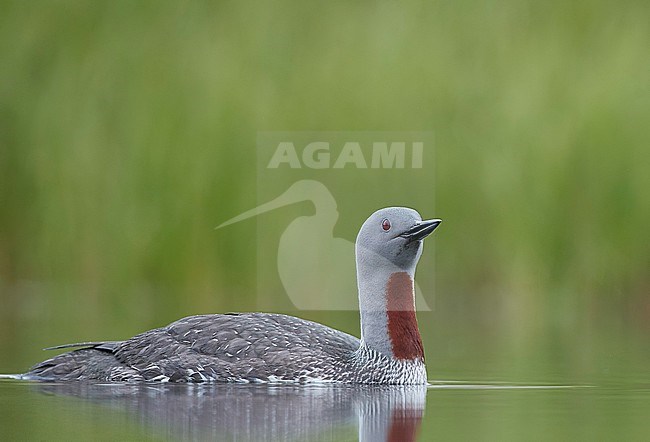 Red-throated Diver (Gavia stellata) Iceland June 2019 stock-image by Agami/Markus Varesvuo,