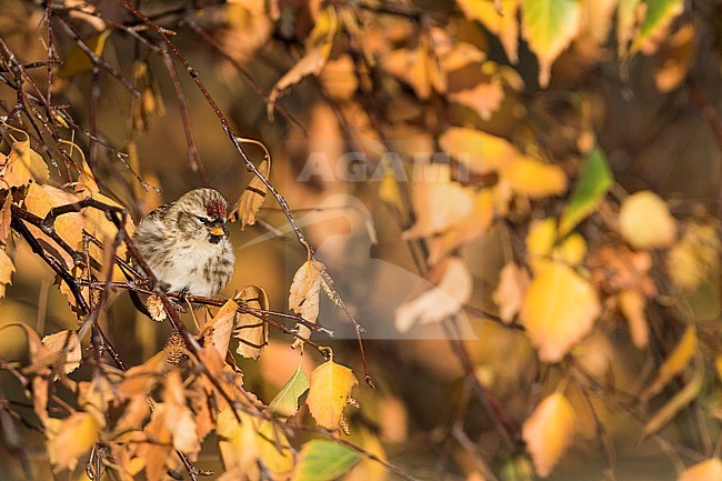 Common Redpoll (Carduelis flammea flammea), Germany (Niedersachsen), 1st cy stock-image by Agami/Ralph Martin,