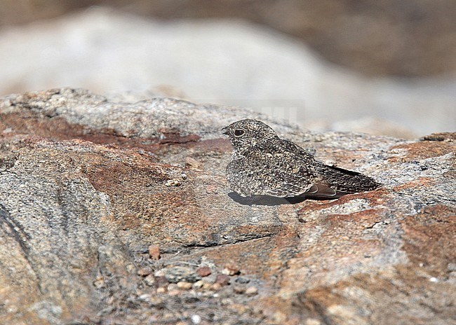Pygmy Nightjar (Nyctipolus hirundinaceus) perched on the ground stock-image by Agami/Andy & Gill Swash ,