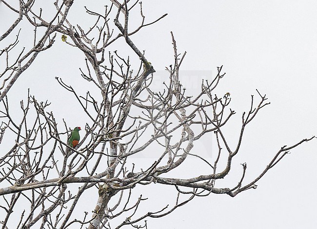 Knob-billed Fruit Dove (Ptilinopus insolitus) in Papua New Guinea. stock-image by Agami/Pete Morris,