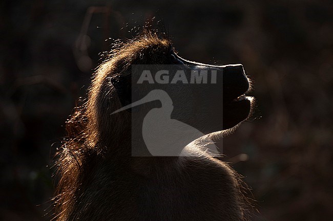 A close up, backlit portrait of a Chacma baboon, Papio cynocephalus. Chobe National Park, Kasane, Botswana. stock-image by Agami/Sergio Pitamitz,