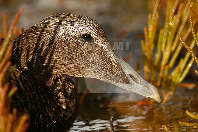 Portret van een vrouwtje Eider; Close-up from a female Common Eider (Somateria mollissima) stock-image by Agami/Ralph Martin,