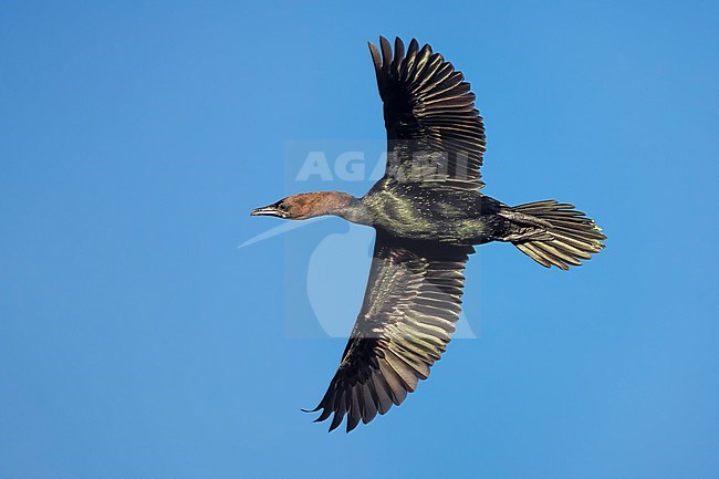 Pygmy Cormorant, Microcarbo pygmeus, in Italy. stock-image by Agami/Daniele Occhiato,