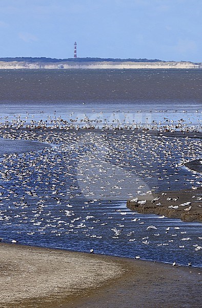 De Waddenzee is een belangrijk ruigebied voor de bergeend. In de achtergrond is de vuurtoren van Ameland te zien.  For the Common Shelduck the Dutch Waddenzee is a very important area for moulting their feathers. In the background is the lighthouse on Ameland. stock-image by Agami/Jacques van der Neut,