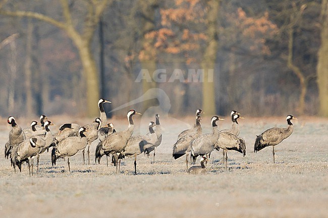 Common Crane - Kranich - Grus grus ssp. grus, Germany (Sachsen), winter group stock-image by Agami/Ralph Martin,
