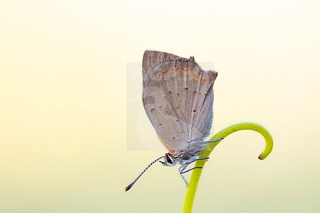 Small Copper, Lycaena phlaeas stock-image by Agami/Wil Leurs,