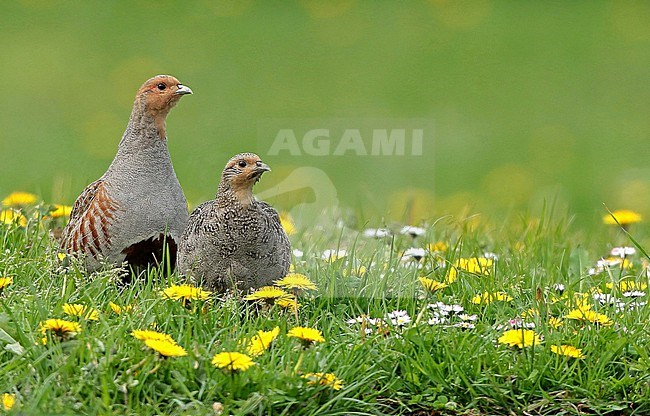 Grey partridge (perdix perdix), a pair standing in a meadow with flowers. stock-image by Agami/Fred Visscher,
