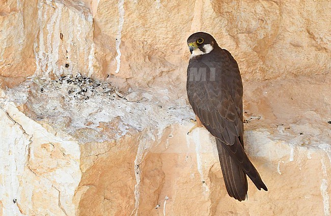 Falco eleonorae, Eleonora's Falcon stock-image by Agami/Eduard Sangster,