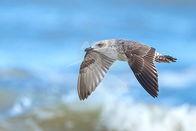 1st year
Galveston Co., TX
April 2023 stock-image by Agami/Brian E Small,